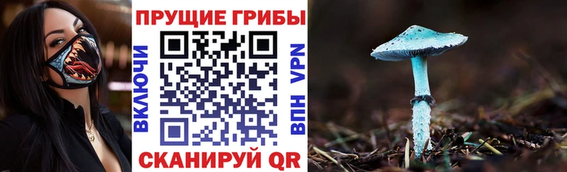 наркотики  Калач-на-Дону  Галлюциногенные грибы Magic Shrooms 